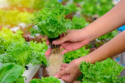 Premium Photo Farmer Collect Green Hydroponic Organic Salad Vegetable