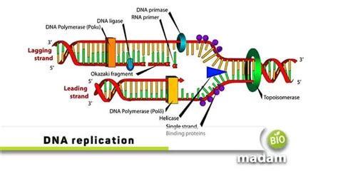 Dna Replication In Prokaryotes And Eukaryotes