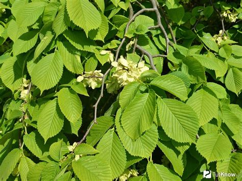 Вяз - выращивание ильма, уход в домашних условиях