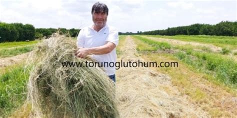 Teff Grass Tohumu Teff Grass Yem Bitkisi