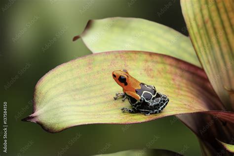 Poison Dart Or Arrow Frog Ranitomeya Fantastica Caynarichi Morph A