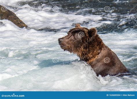 Brown Bear Fishing in the Brooks River, Just Below Brooks Falls, Katmai ...