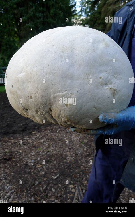 Un gigantesco hongo puffball comestible calvatia gigantea encontró