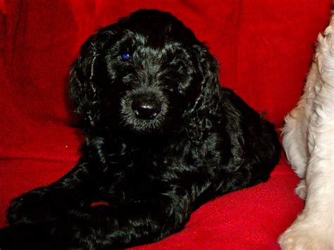 Labradoodles In Oregon 7 Week Old Puppies New Pics