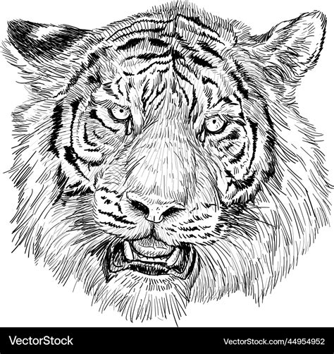 Tiger Head Hand Draw Black Line Sketch On White Vector Image