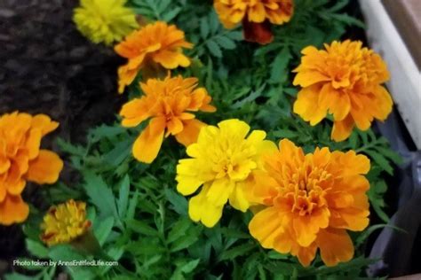 Marigold Flowers 7 Reasons You Should Grow Marigolds This Year