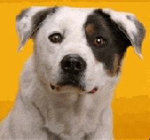 Smiling Dog GIFs - Find & Share on GIPHY