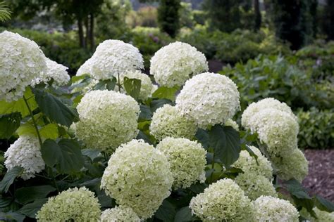 Incrediball® Hydrangea Jeffries Nurseries