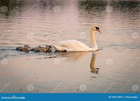 Mute Swan Cygnus Olor Adult With Cygnets Taken In The Uk Stock Image