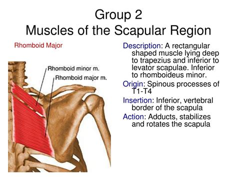 17 Muscles Of The Scapula