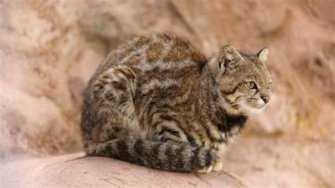 Felino Escurridizo ‘el Fantasma De Los Andes Captan Históricas