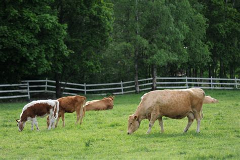 Cows on Pasture Free Photo Download | FreeImages