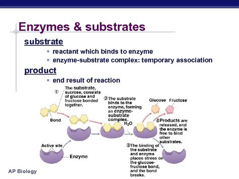 Chapter 8 Metabolism Enzymes Ap Biology