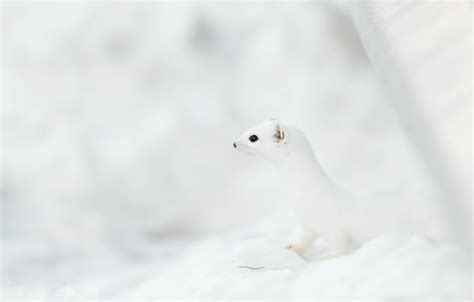 Wallpaper Nature Background Snowy Ermine Images For Desktop Section