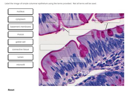 Simple Columnar Epithelium Labeled Diagram