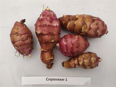 Топинамбур «Сиреники-1» — Продукция агроусадьбы Помяна