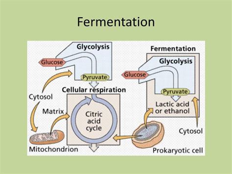 Ppt Microbial Biotechnology Powerpoint Presentation Free Download