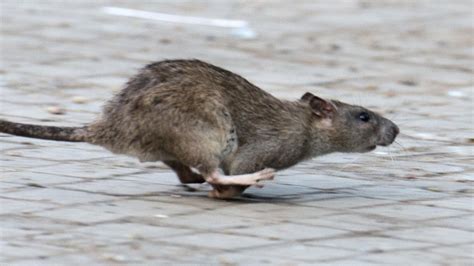 Ratten Alarm Frau Aus Rheinland Platz H Lt Nager In Ihrem Haus