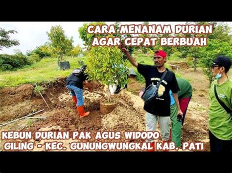 Cara Menanam Durian Agar Cepat Berbuah Lebat Kebun Durian Pak Agus