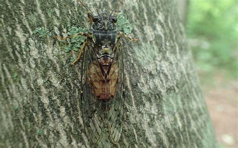 New Breakthrough In Research Into Old Insect Exoskeletons Research