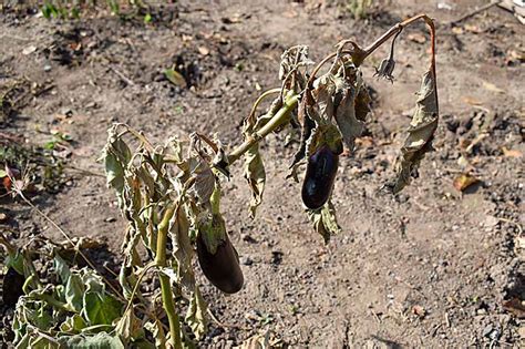 Eggplant Spacing: How Far Apart to Plant | Gardener’s Path