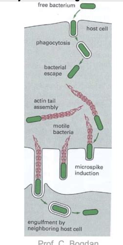 Listeria Monocytogenes ZNS Infektionen Akute Meningitis