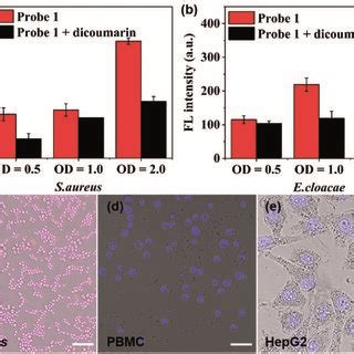 Quantification Analysis Of The Fluorescence Intensity Of Probe