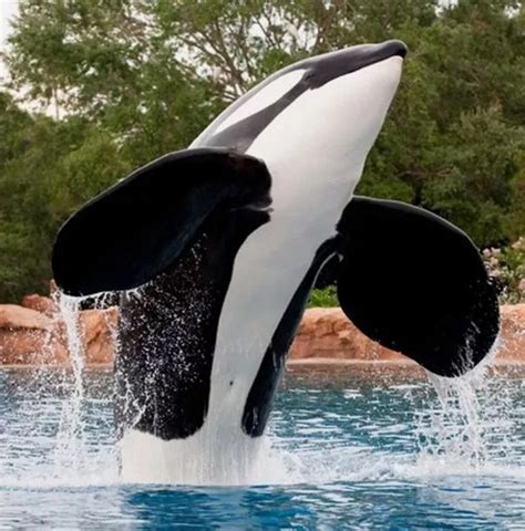 Trainers Grim Death As Seaworld Killer Whale Tore His Organs In