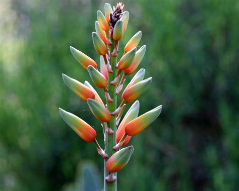 Fan Aloe - National Botanic Garden of Wales