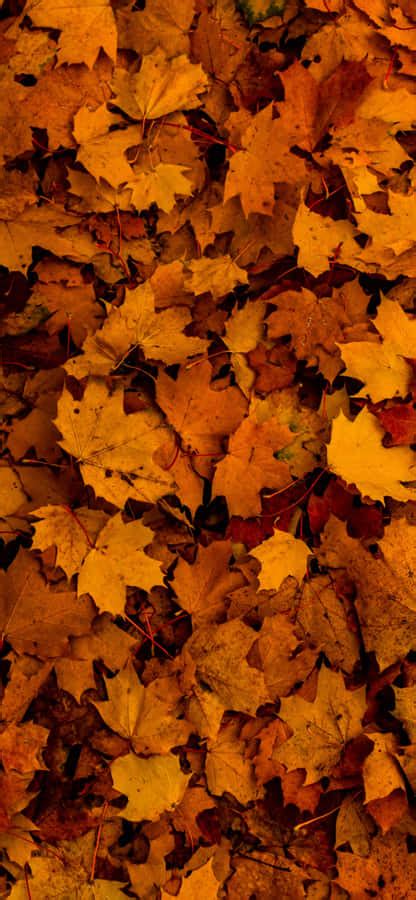 brilliant orange autumn leaf glimmering   sun wallpaper