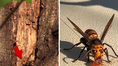 Deadly Murder Hornets Nest Found In Washington State Invading Us