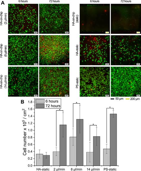 A Mc3t3 E1 Cells Cultured On Ha On Chip Static 2 8 And 14 μlmin