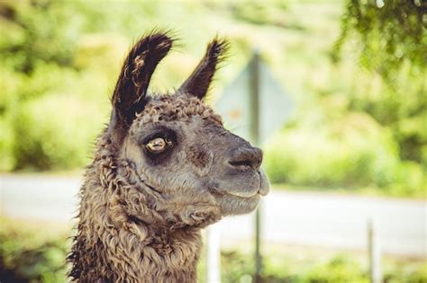 Premium Photo | Llama in farm