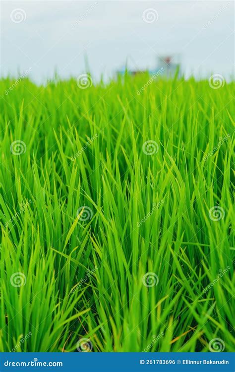 Green Paddy Field during Sunrise Stock Photo - Image of horizon, blue ...