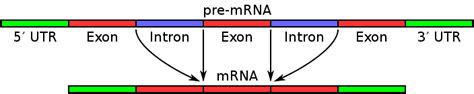 What Is The Function Of Mrna Simple