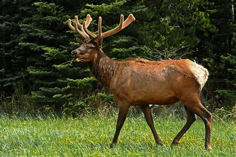 elk animal features 1
