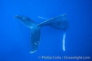 Whale Singing Photo, Whale Singing photos, Natural History Photography