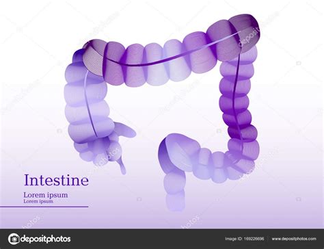 Resumen Lila Ilustración Del Intestino Vector Gráfico Vectorial