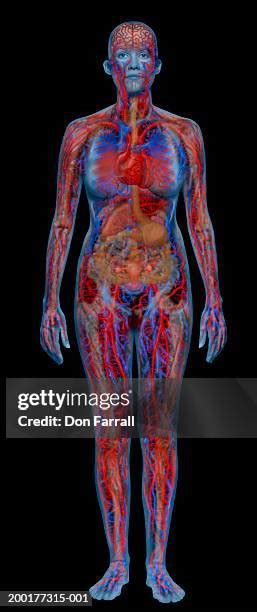 female anatomy full body   premium high res pictures getty