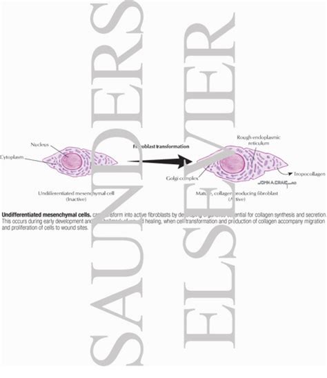 Undifferentiated Mesenchymal Cells