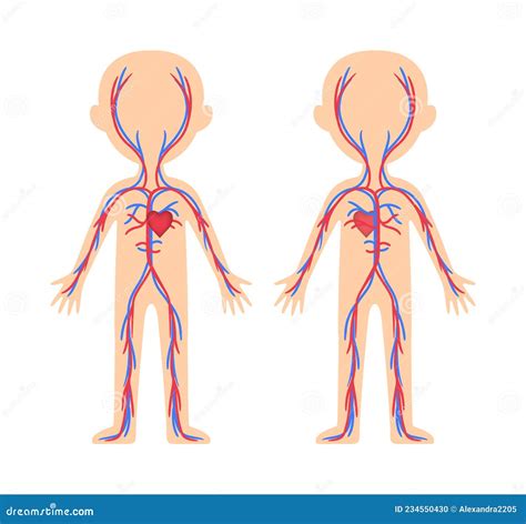 Circulatory Diagram For Kids – NBKomputer