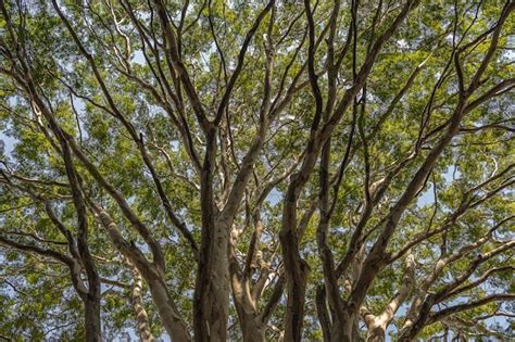 Premium Photo | Brazilian cerrado biome trees with large branches and ...