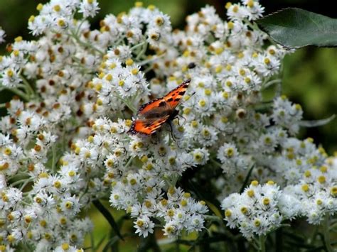 Amazing Edelweiss Flower Meaning and Symbolism | Florgeous