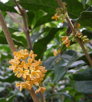 Osmanthus Delavayi Hedge