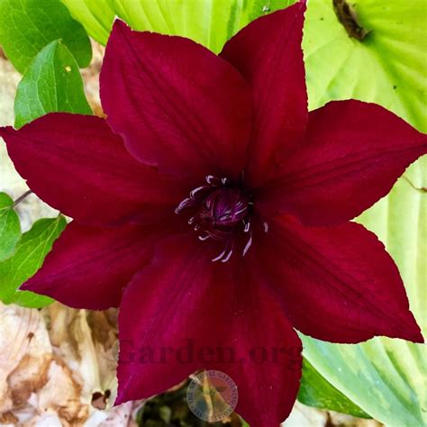 Clematis Nubia™ In The Clematis Database