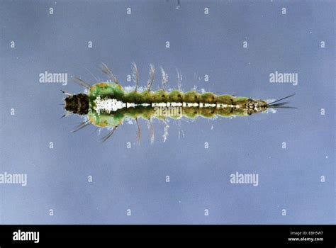 anopheles mosquito larva (Anopheles spec Stock Photo - Alamy