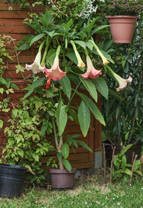 Plantes frileuses à hiverner à rentrer à l abri ou à pailler protege