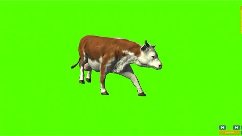 Cow Left Side Walk Green Screen Cartoon Cow Syedashahtv Youtube