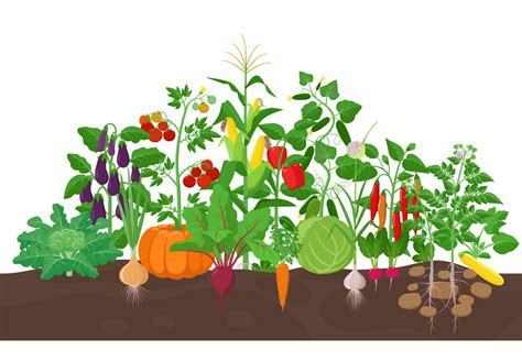 Vegetable Garden clipart free - Clipart World