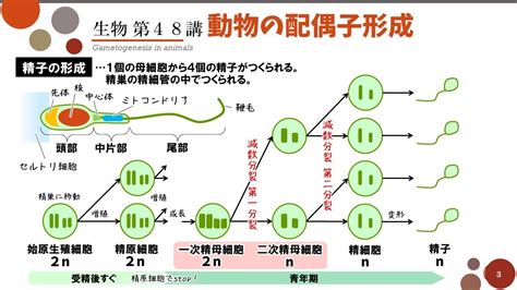 【高校生物】第48講「動物の配偶子形成」精子の構造・ろ胞と排卵 Youtube